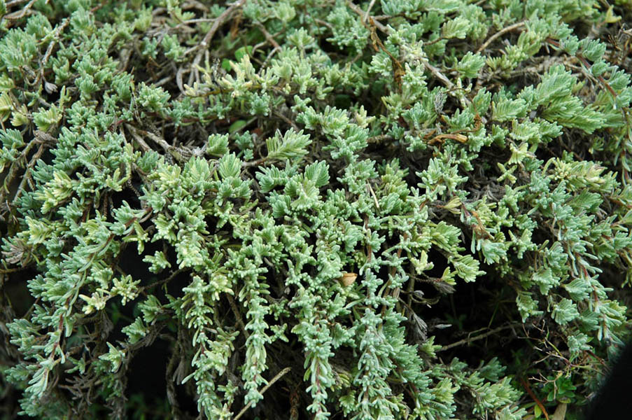 Thymus leucotrichus ssp neiceffii 2